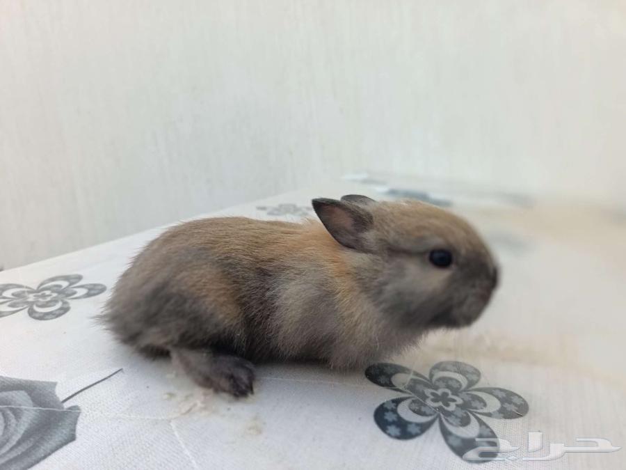 Small dwarf rabbit64529334371713113