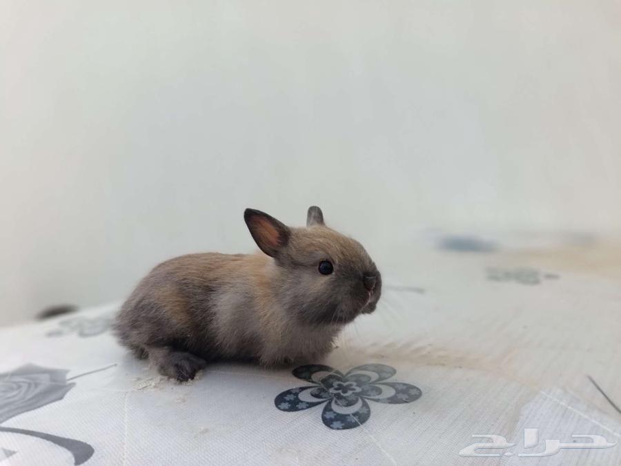 Small dwarf rabbit64529334371713110