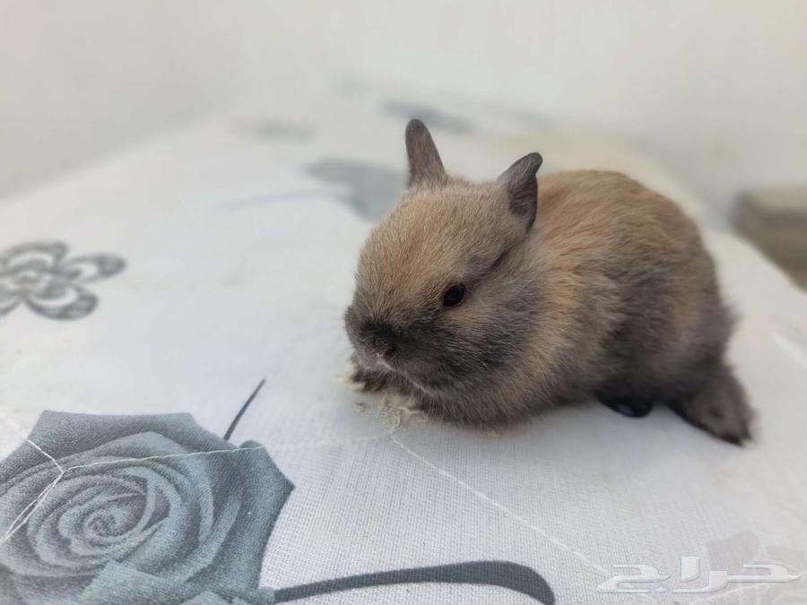 Small dwarf rabbit64529334371713112