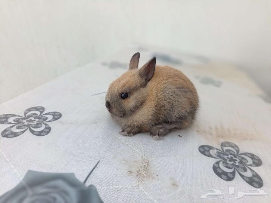 Small dwarf rabbit64529334371713114