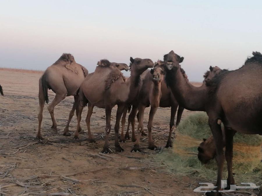 ذود اباعر للبيع الموقع مدينه شقراء.64530473041667110