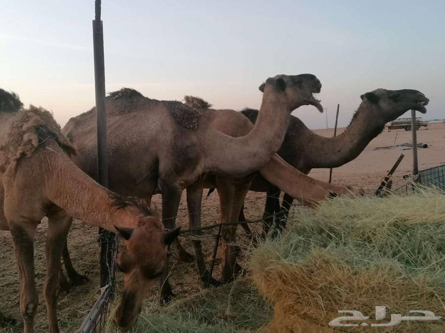 ذود اباعر للبيع الموقع مدينه شقراء.64530473041667111