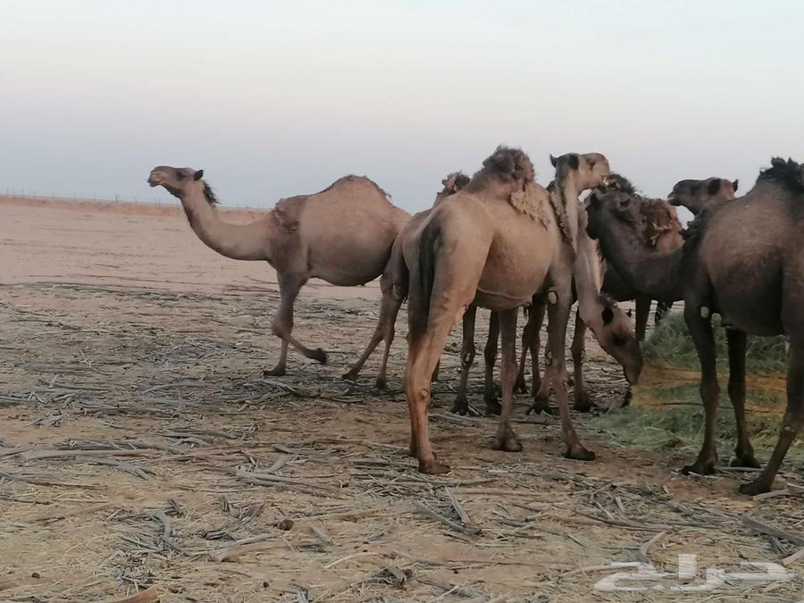 ذود اباعر للبيع الموقع مدينه شقراء.64530473041667112