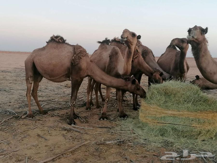 ذود اباعر للبيع الموقع مدينه شقراء.64530473041667113