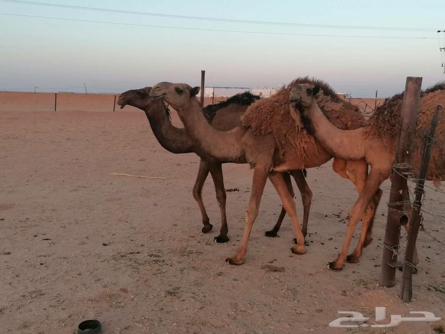 ذود اباعر للبيع الموقع مدينه شقراء.64530473041667114