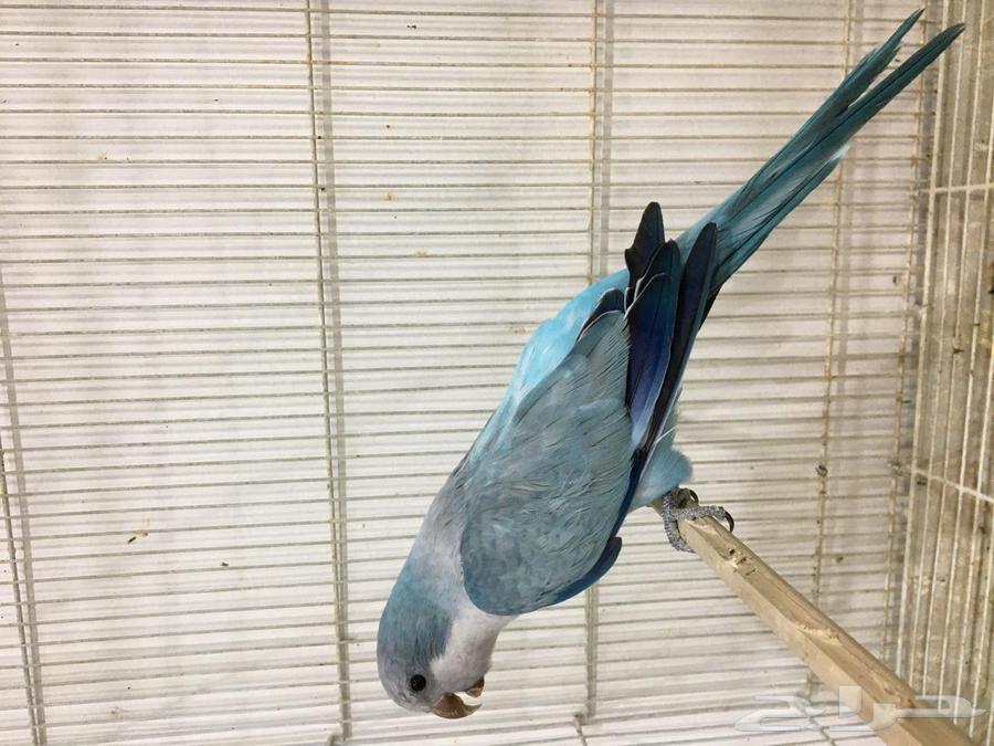 ذكر كويكر(تم البييع)64531759614977111