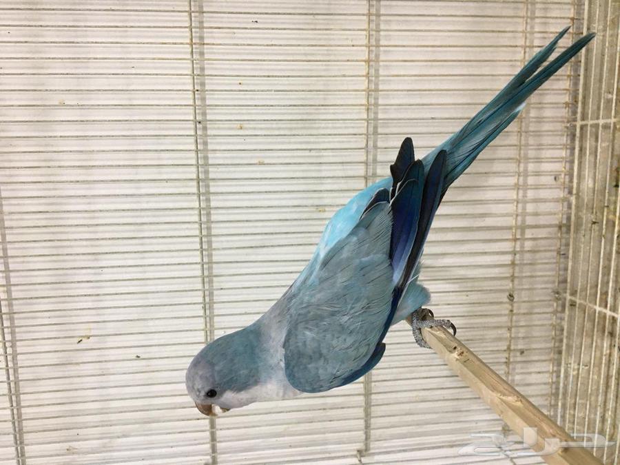 ذكر كويكر(تم البييع)64531759614977112