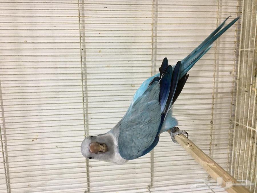 ذكر كويكر(تم البييع)64531759614977110