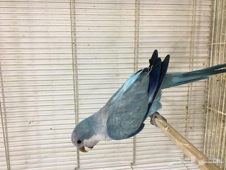 ذكر كويكر(تم البييع)64531759614977114