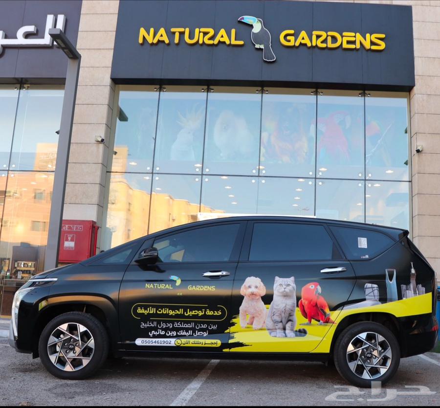 شانشيلا جميع الالوان64530997185155113