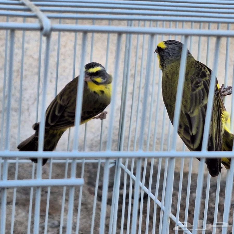 زوج موزنبيقي64534260955010112