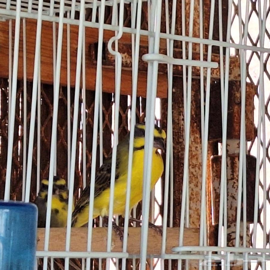 زوج موزنبيقي64534260955010111