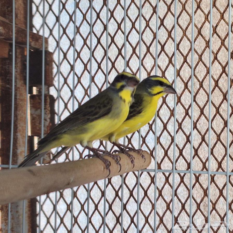 زوج موزنبيقي64534260955010110