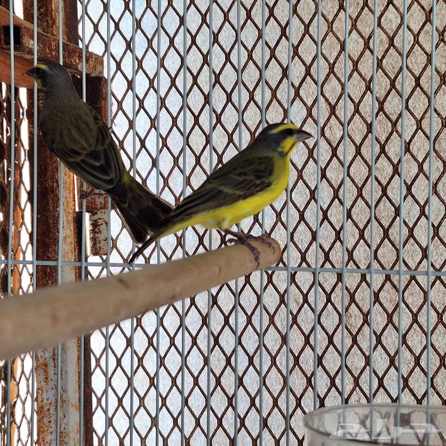 زوج موزنبيقي64534260955010113