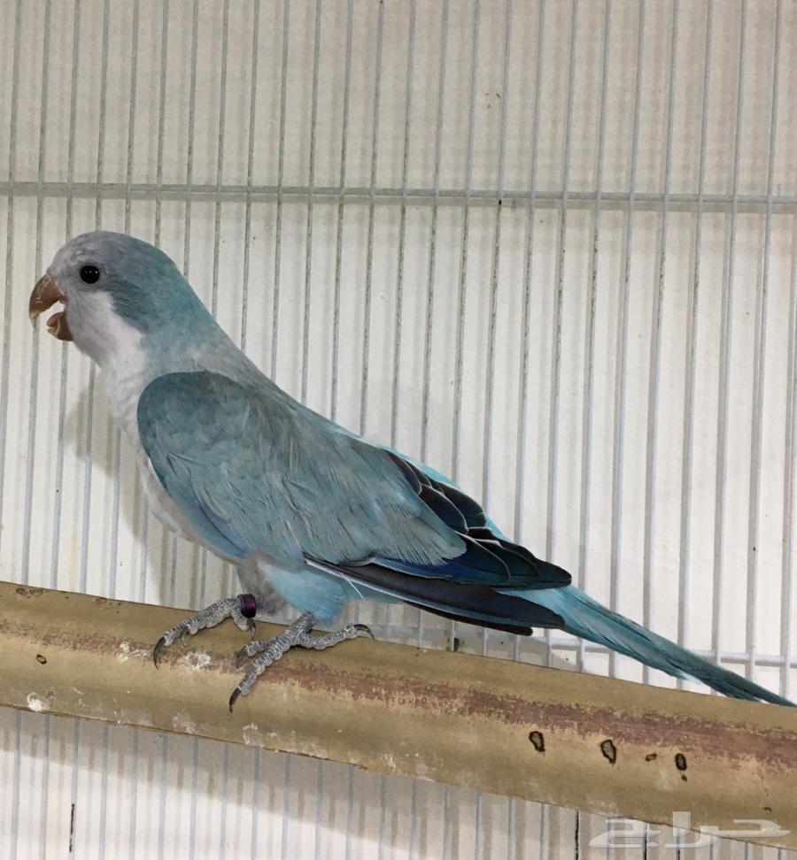 ذكر كويكر(تم البييع)64531759614977113