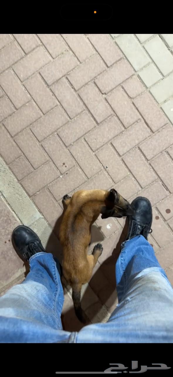 كلب مالينو جرو مستوى بطل64538035883011111