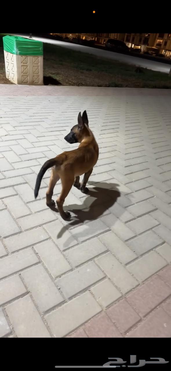 كلب مالينو جرو مستوى بطل64538035883011112