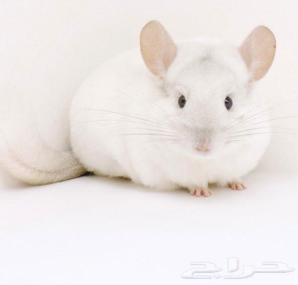 شنشيله جميع الألوان بأسعار جملة64534424809217112