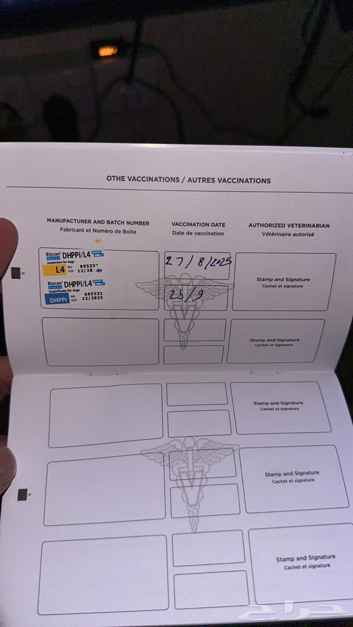 كلب مالينو جرو مستوى بطل64538035883011113