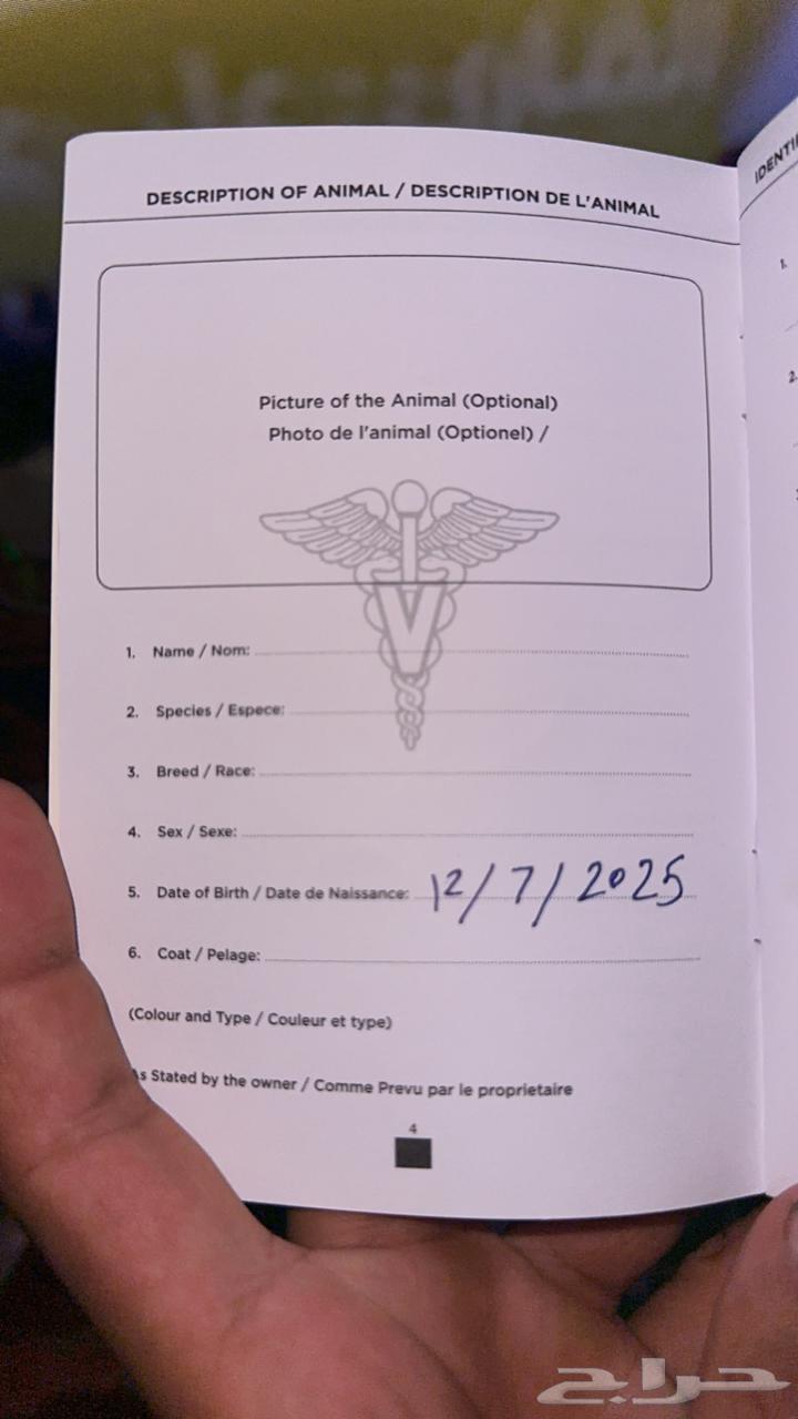 كلب مالينو جرو مستوى بطل64538035883011114