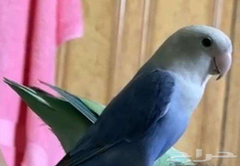 طائر روز -للبيع64538274931075110
