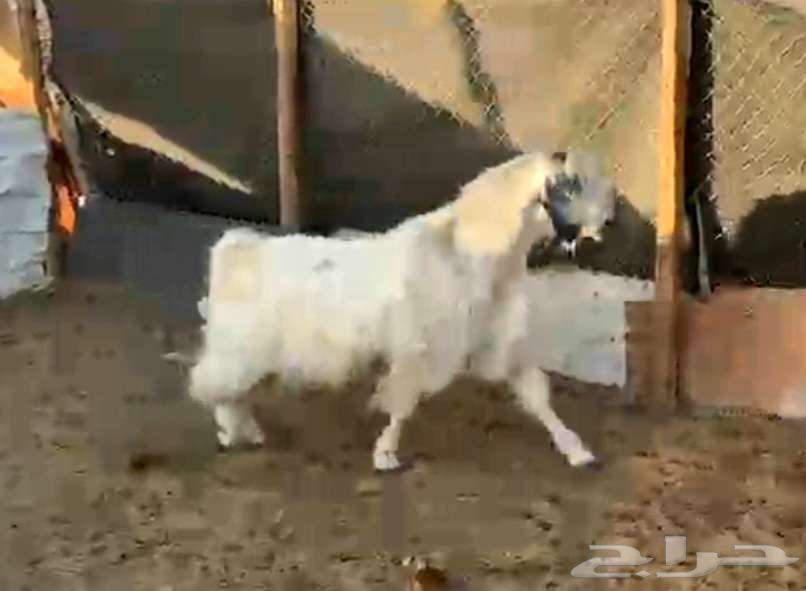 فحل مصري ابيض جرم ومنتج لاعلي سومه64536696963073112