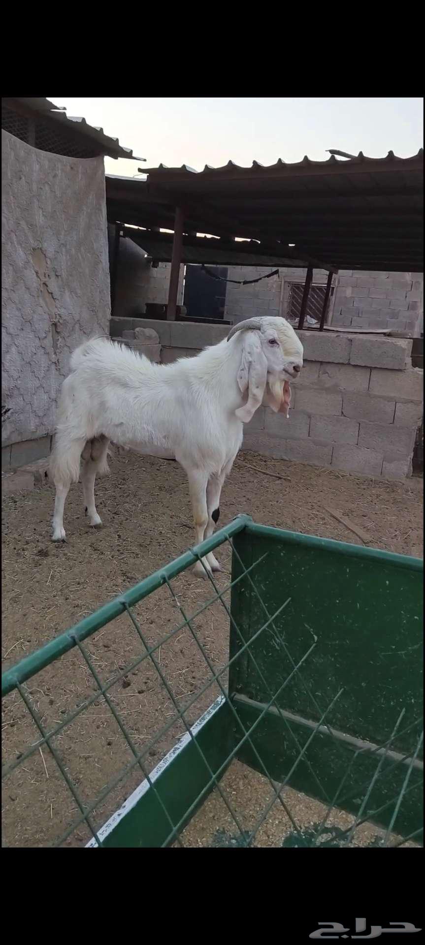 للبيع تيس فحل ثني64536376544642111