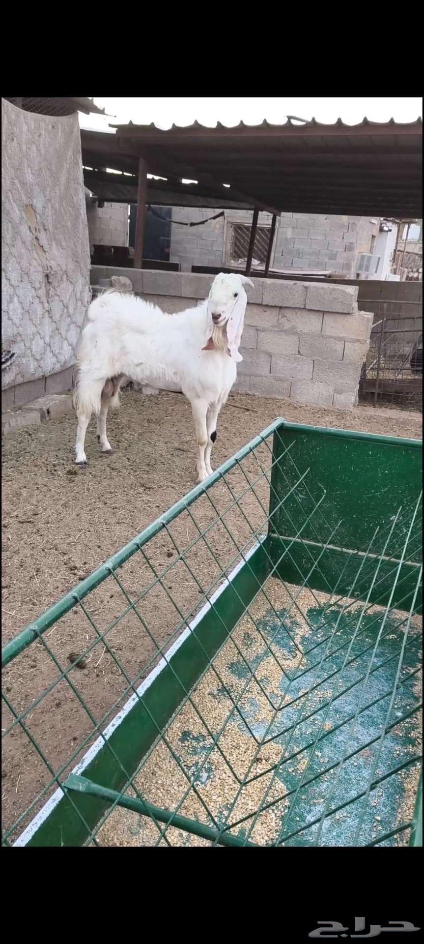 للبيع تيس فحل ثني64536376544642110