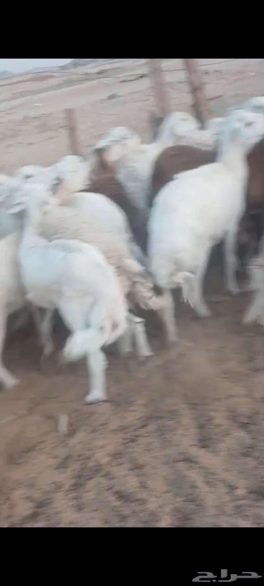 فحل ورخال دفيع وضريع وضان64536543755138110