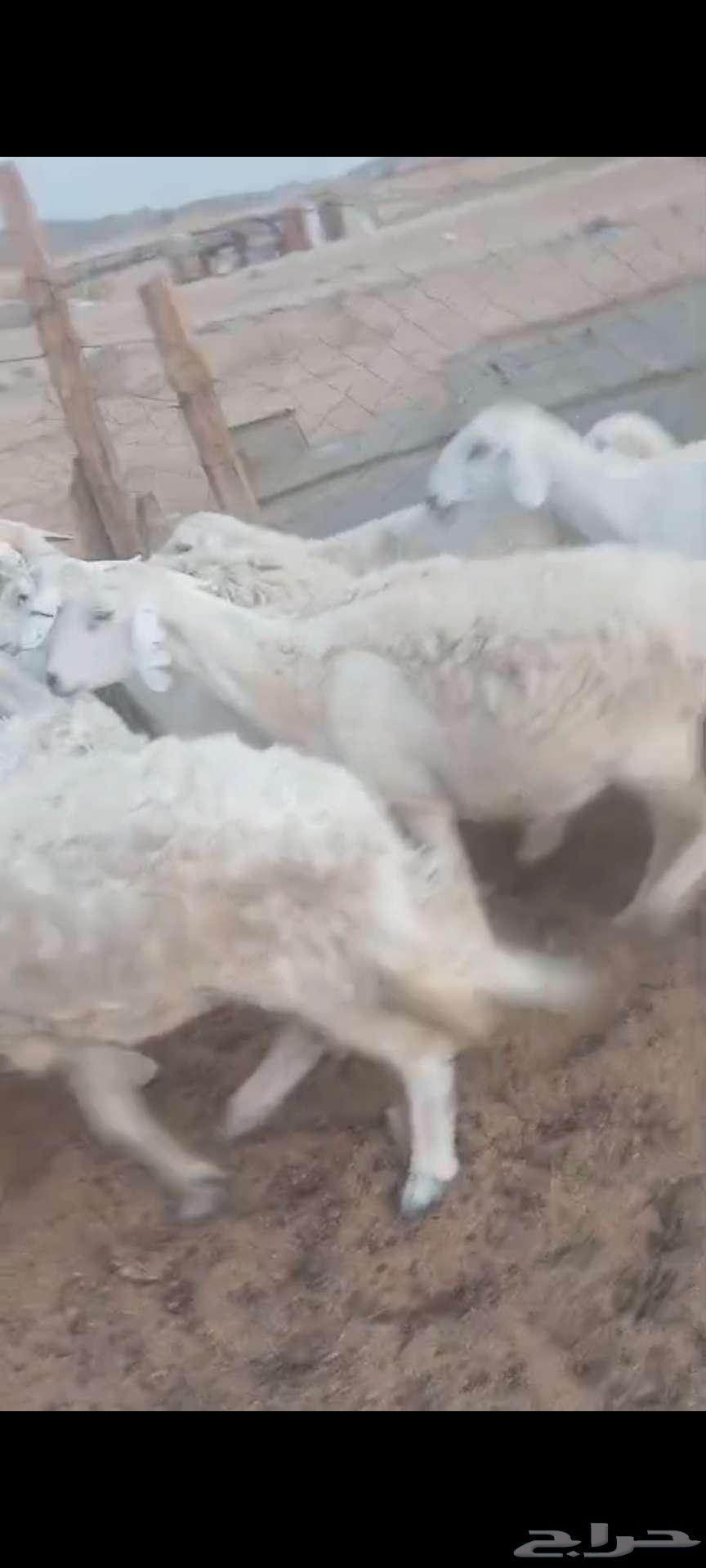 فحل ورخال دفيع وضريع وضان64536543755138112