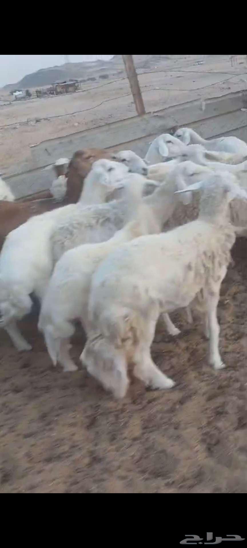 فحل ورخال دفيع وضريع وضان64536543755138113