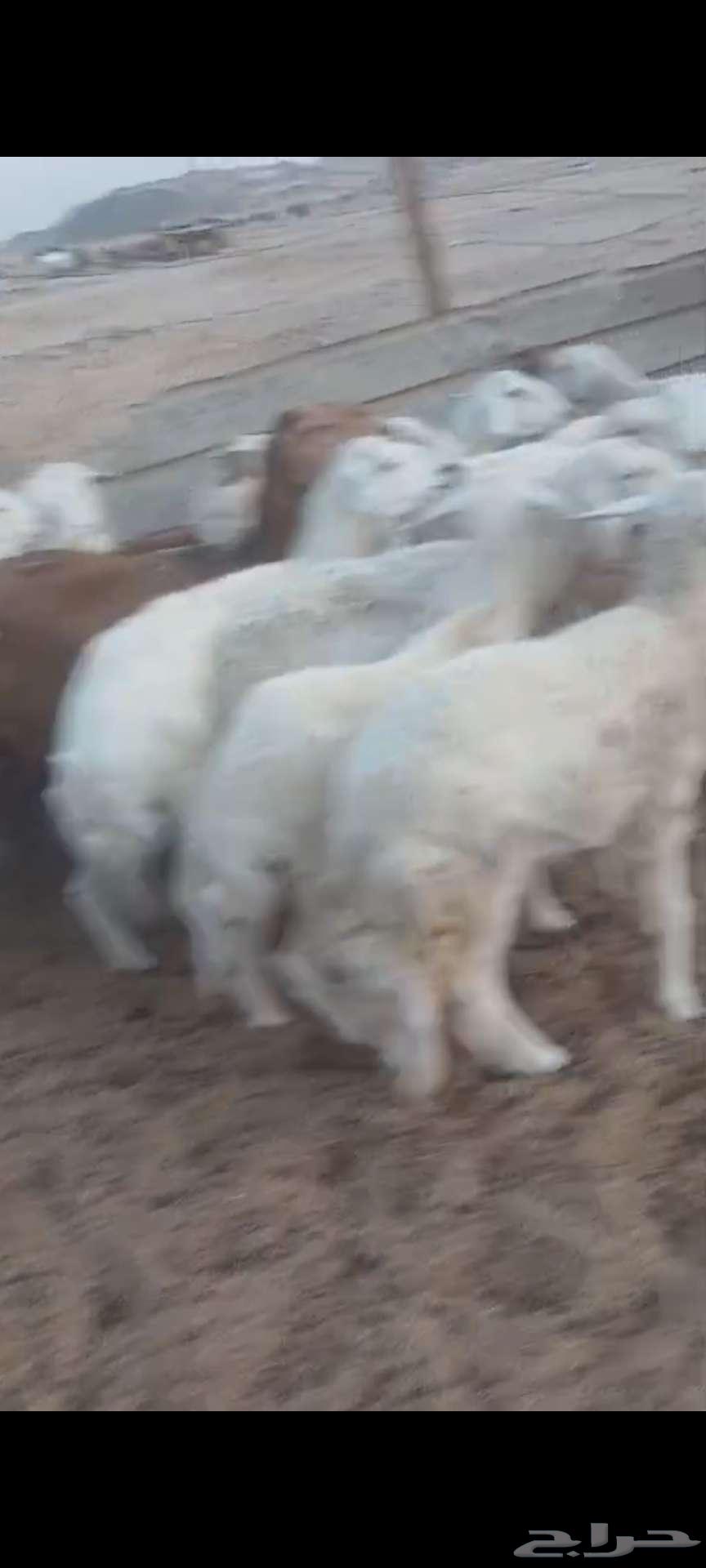 فحل ورخال دفيع وضريع وضان64536543755138114