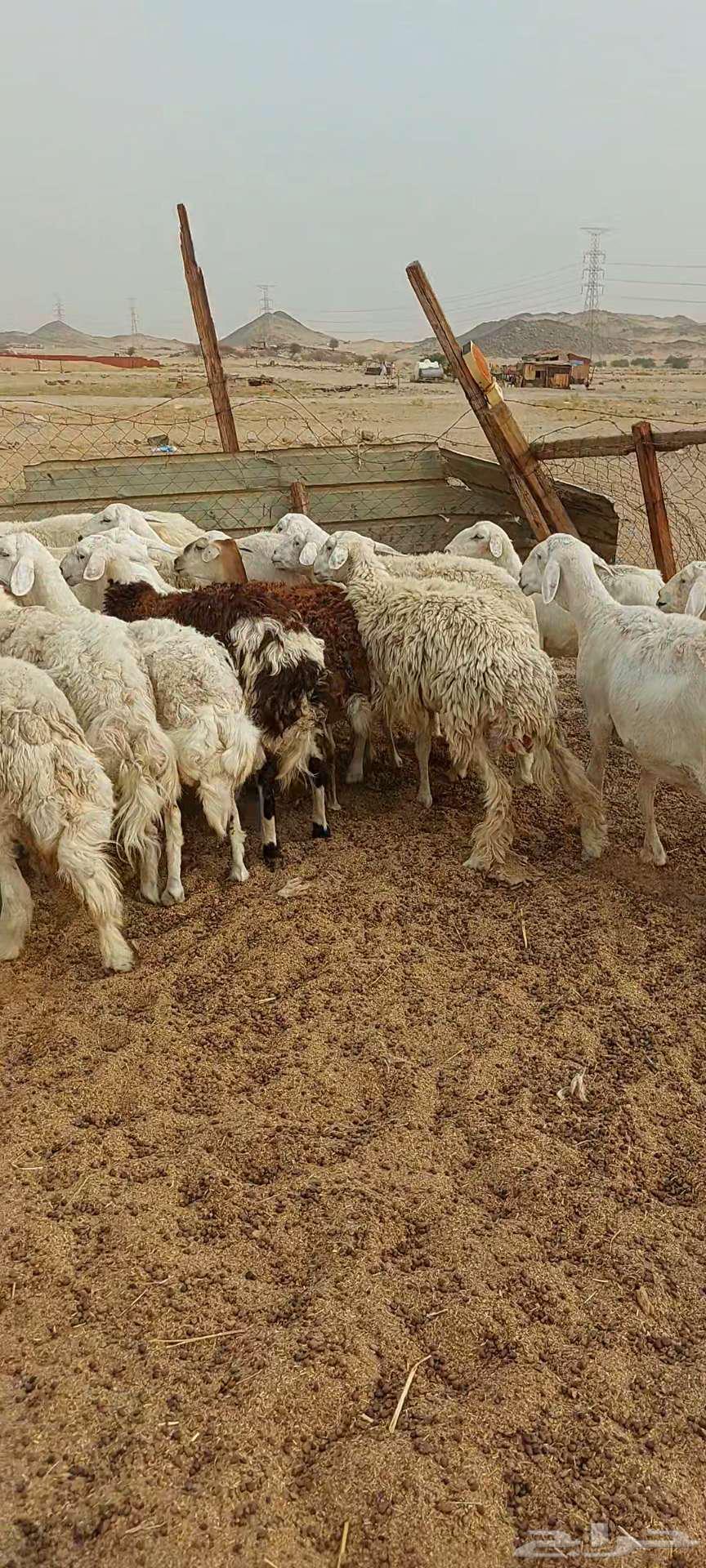 فحل ورخال دفيع وضريع وضان64536543755138111