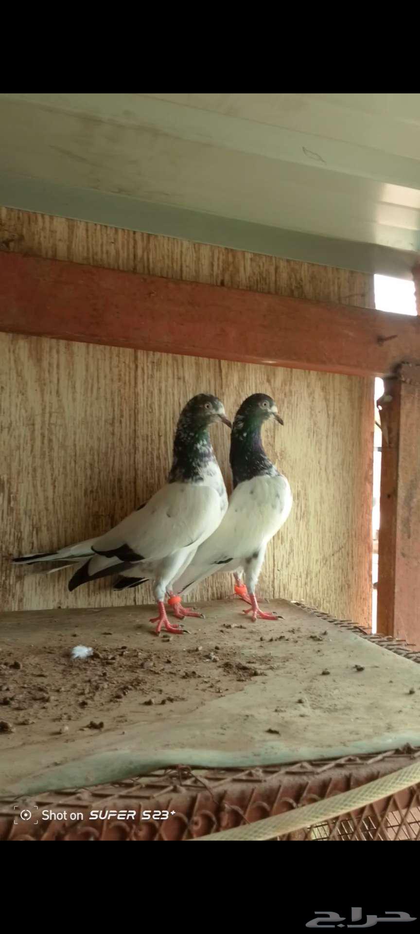 حمام باكستاني للبيع مستويات قويه64538499549955111