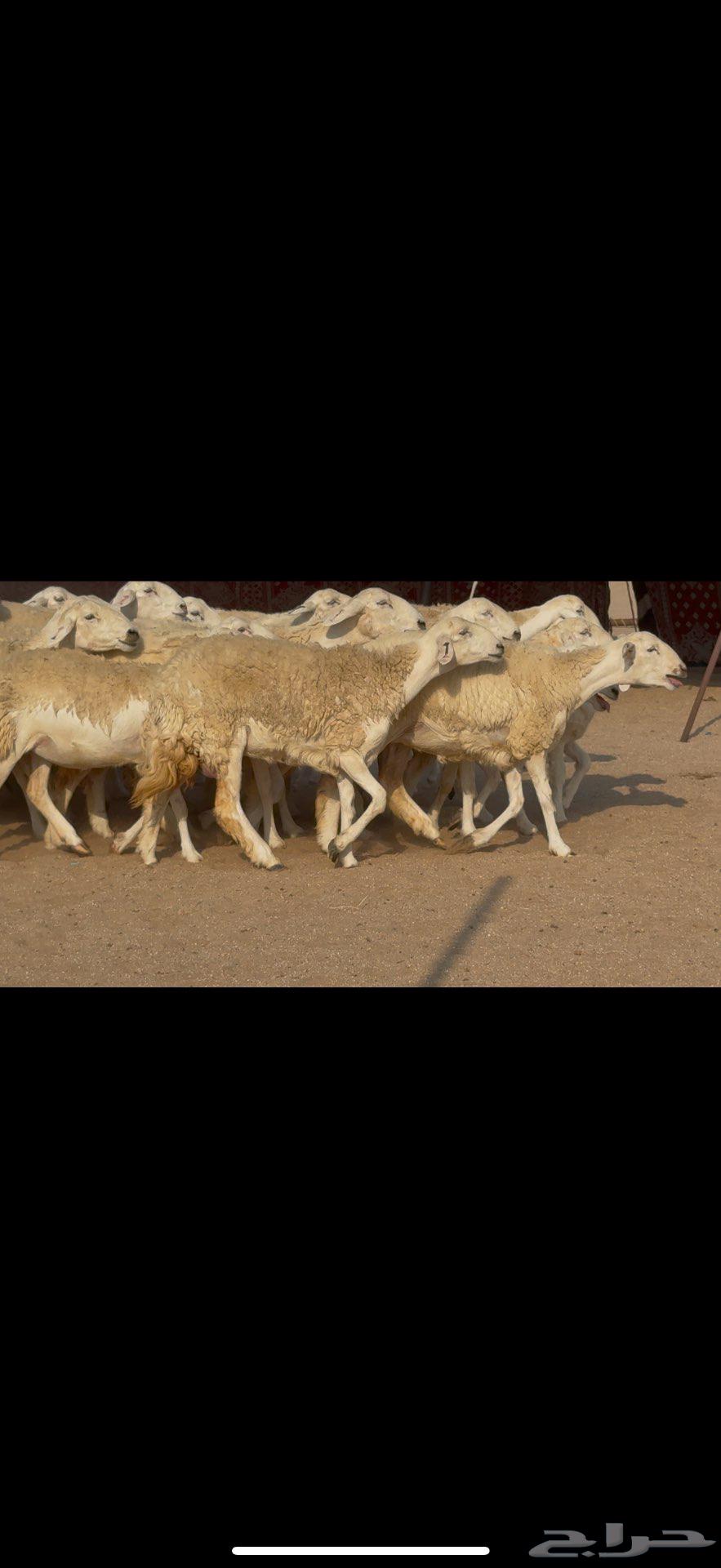 رخال صنف الصنف نوادر64542955387523113