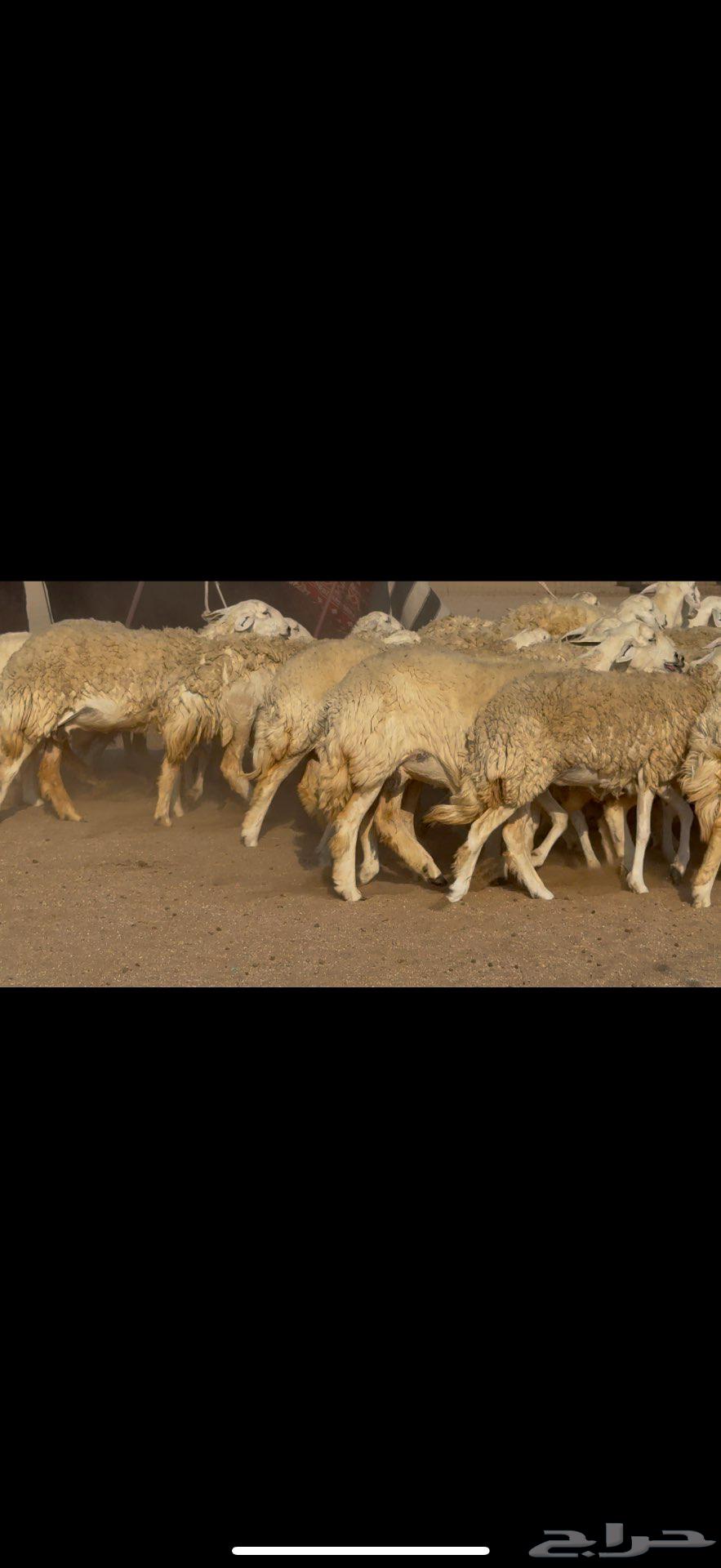 رخال صنف الصنف نوادر64542955387523114