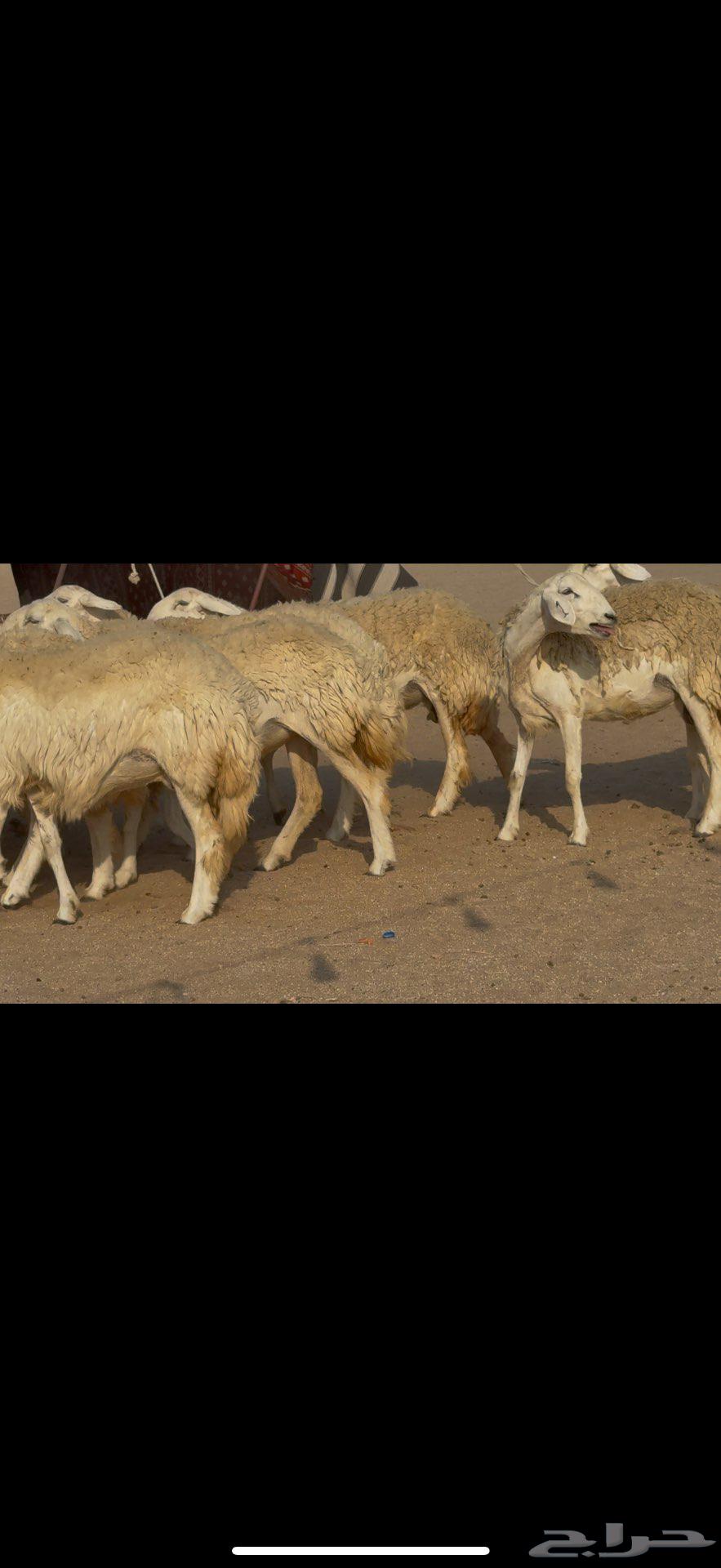 رخال صنف الصنف نوادر64542955387523111