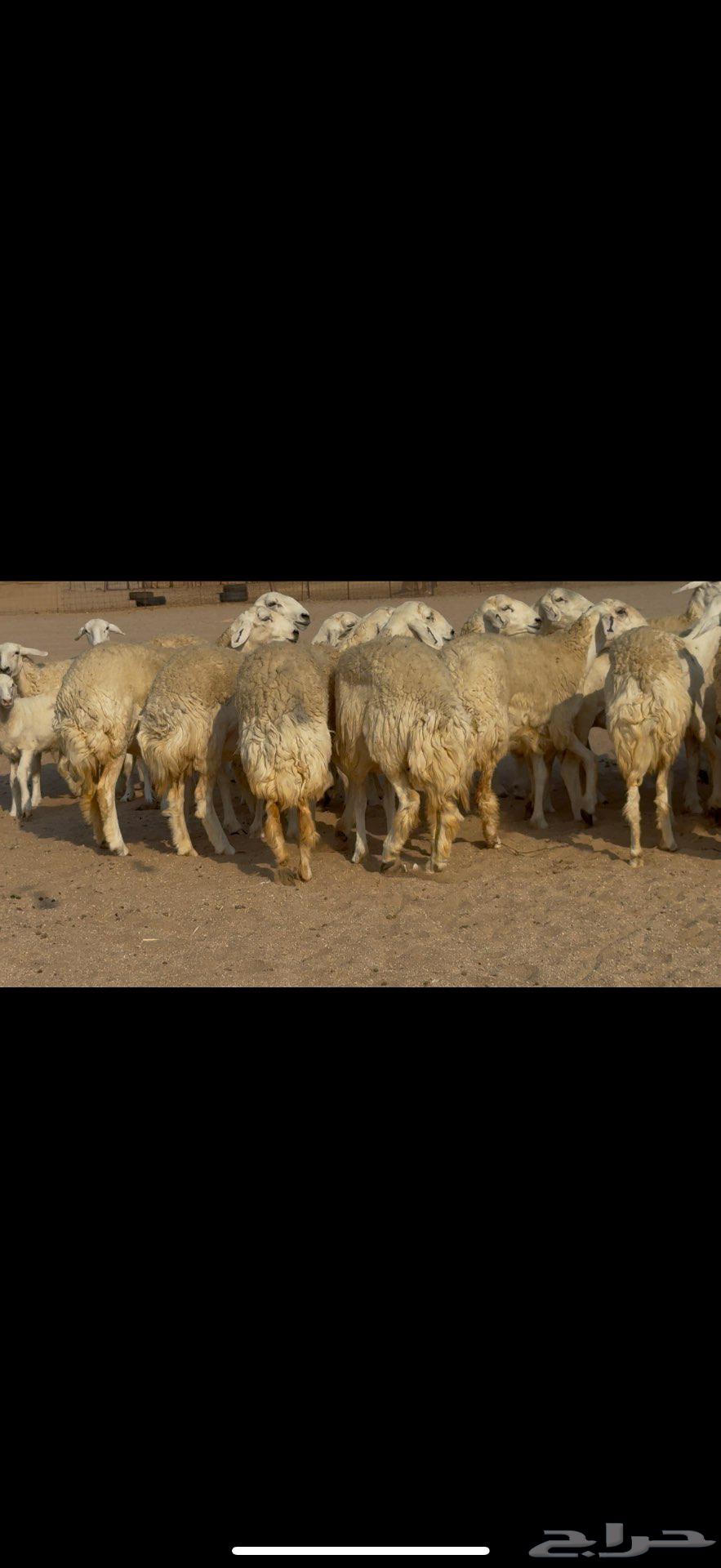 رخال صنف الصنف نوادر64542955387523110