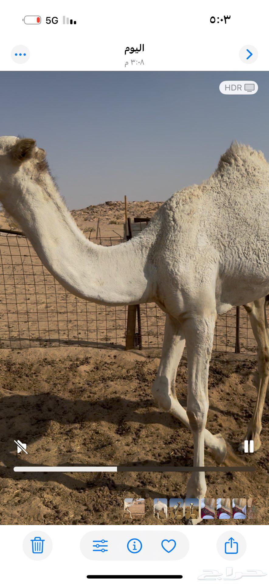 قعود مفرود للبيع64540152693506111