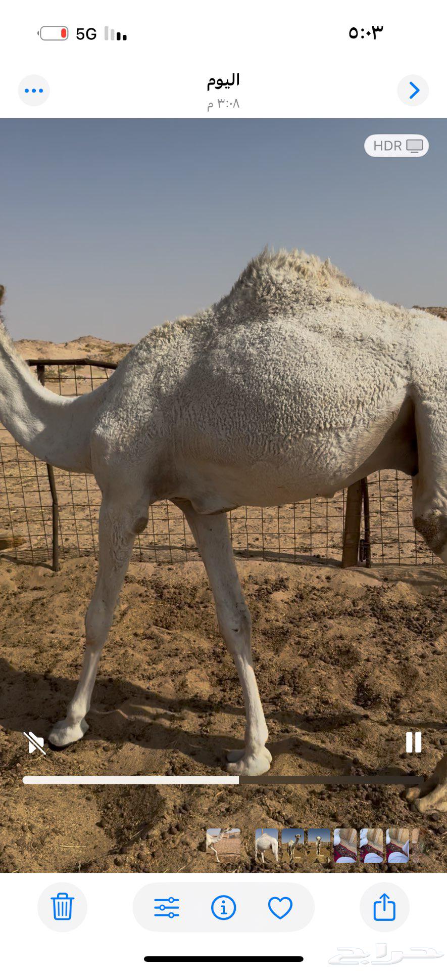 قعود مفرود للبيع64540152693506110