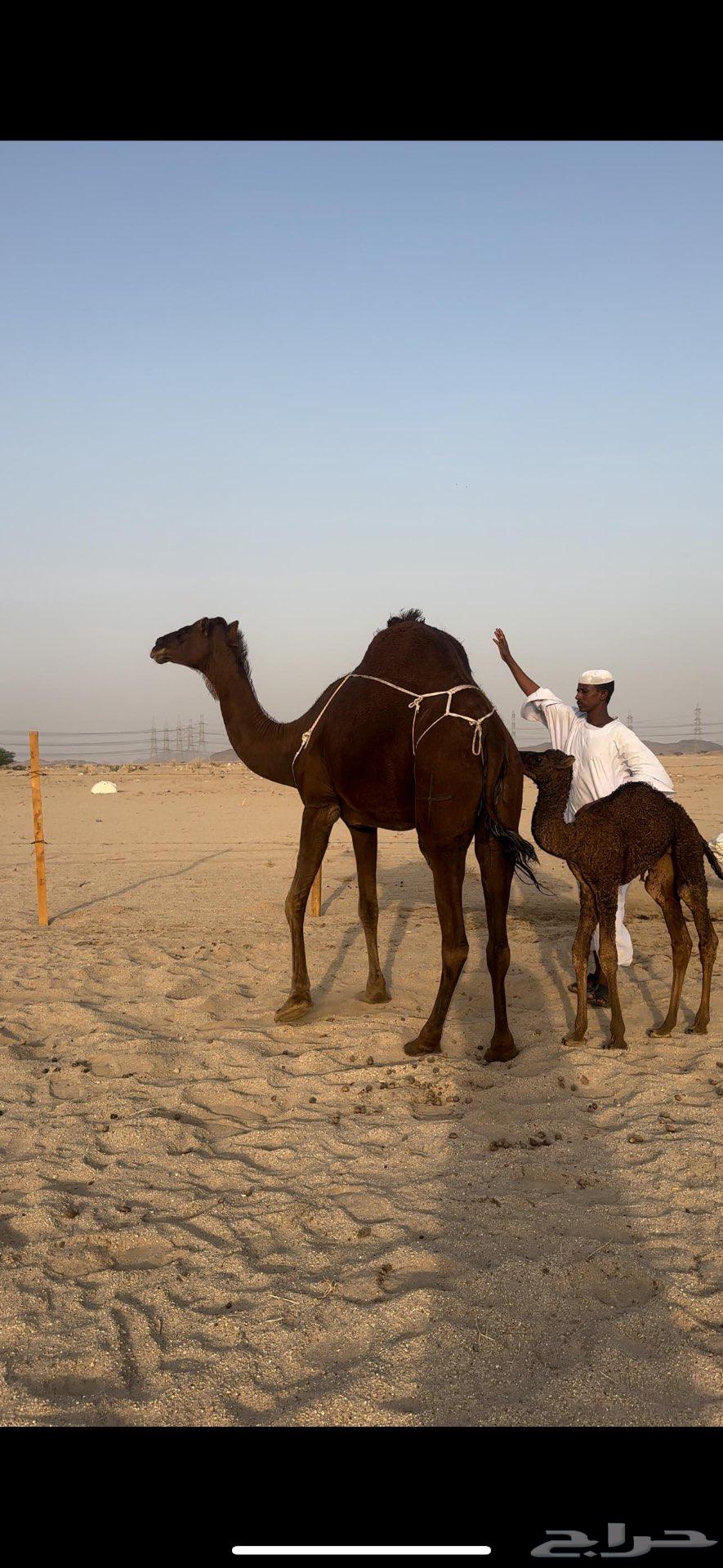 خلفه حمراء دم يأهل الزين ولمقنئ64540950161410114