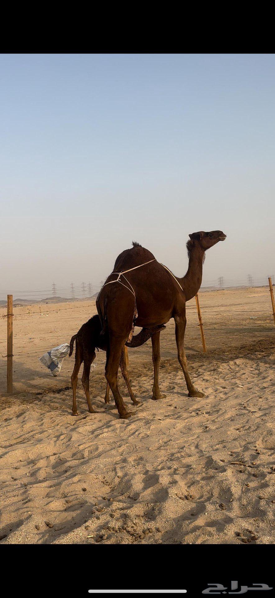 خلفه حمراء دم يأهل الزين ولمقنئ64540950161410113