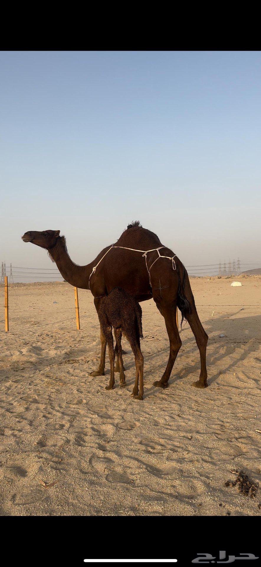 خلفه حمراء دم يأهل الزين ولمقنئ64540950161410110