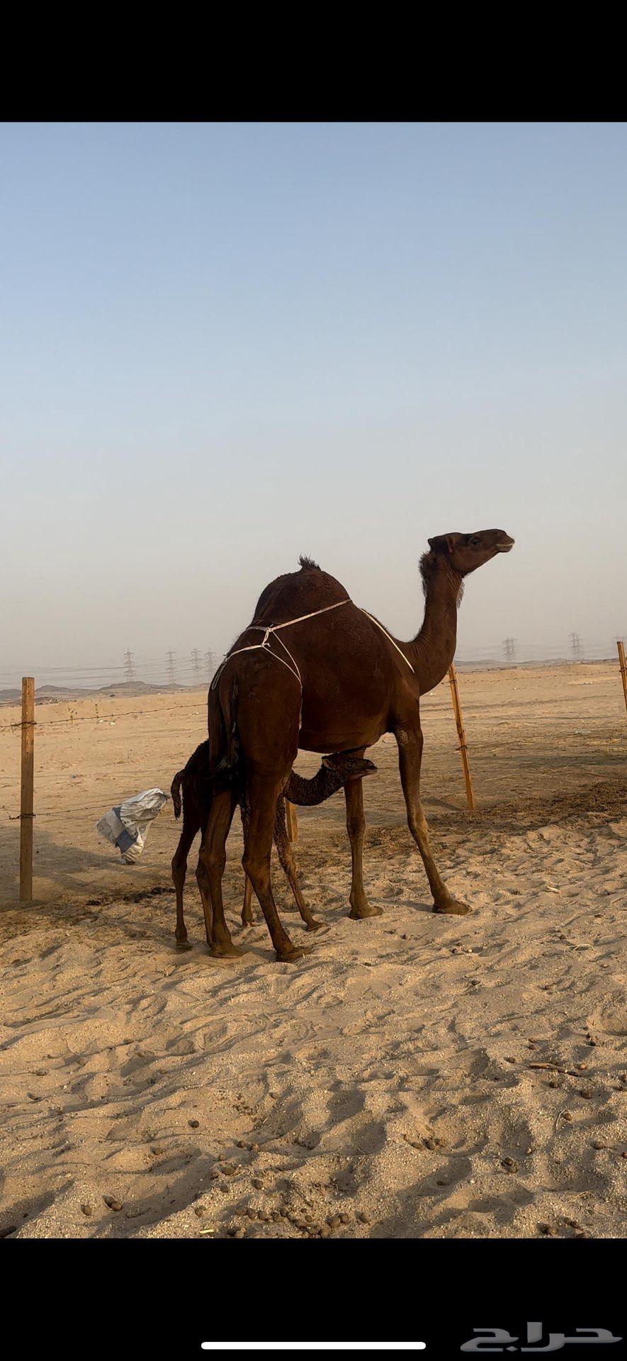 خلفه حمراء دم يأهل الزين ولمقنئ64540950161410112