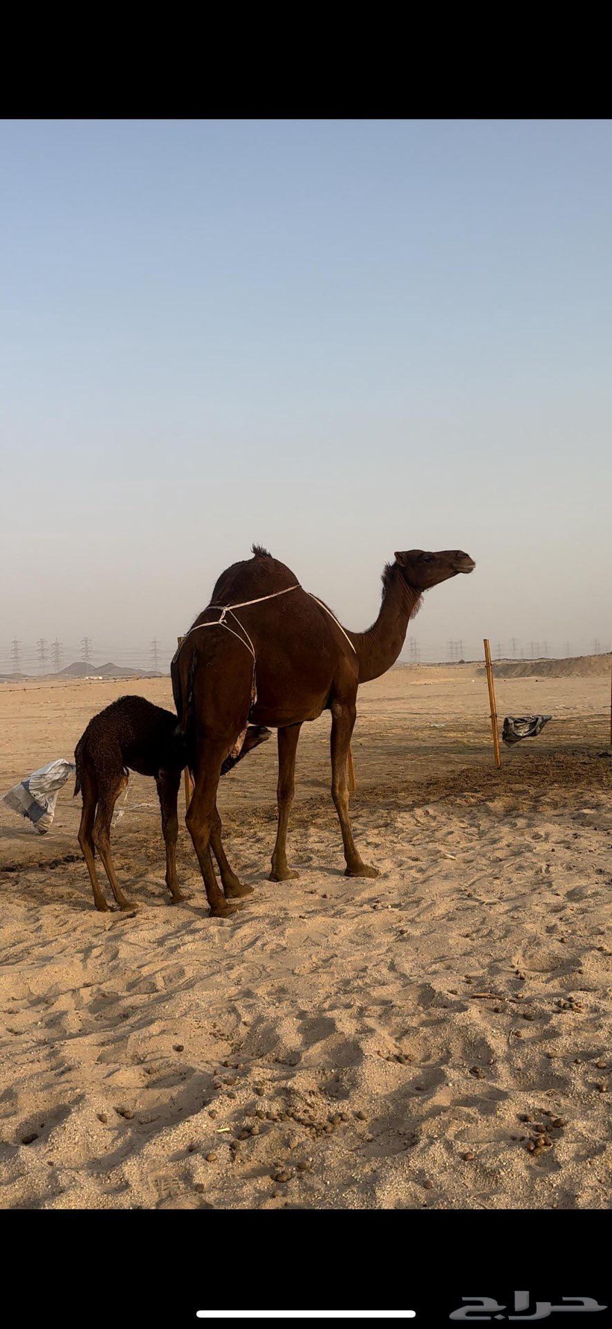 خلفه حمراء دم يأهل الزين ولمقنئ64540950161410111