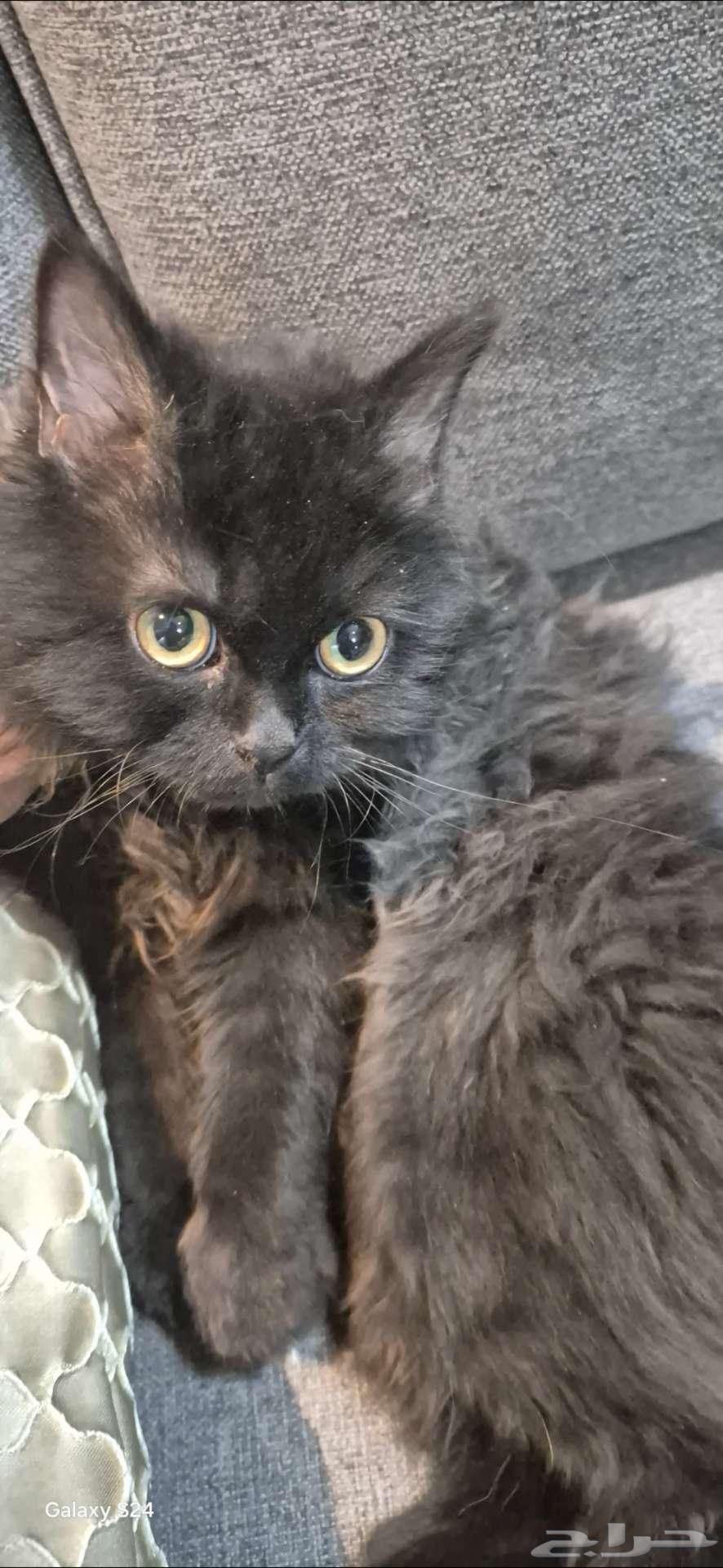 للبيع قطه جميله جدا64537588691714110