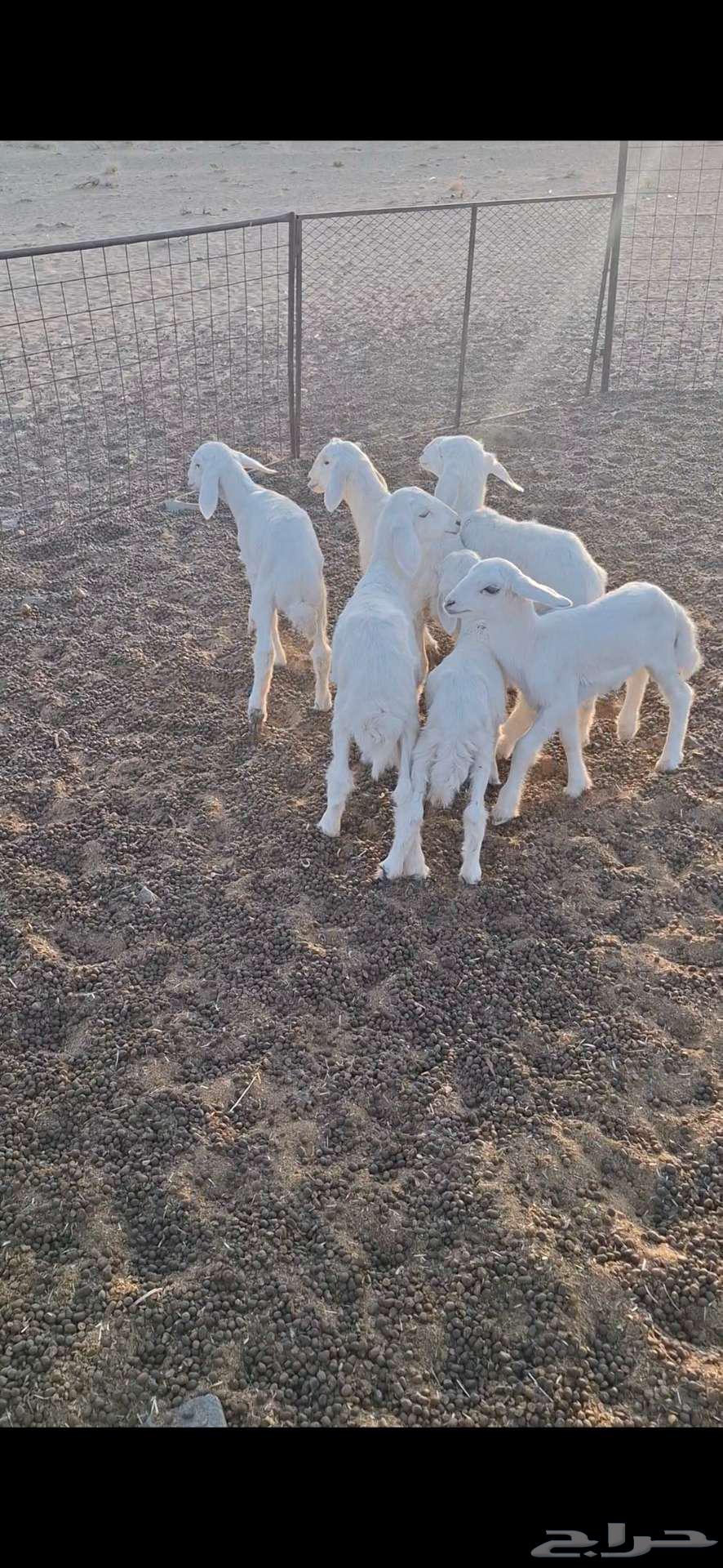 دواغير 6 للبيع64538246821249111