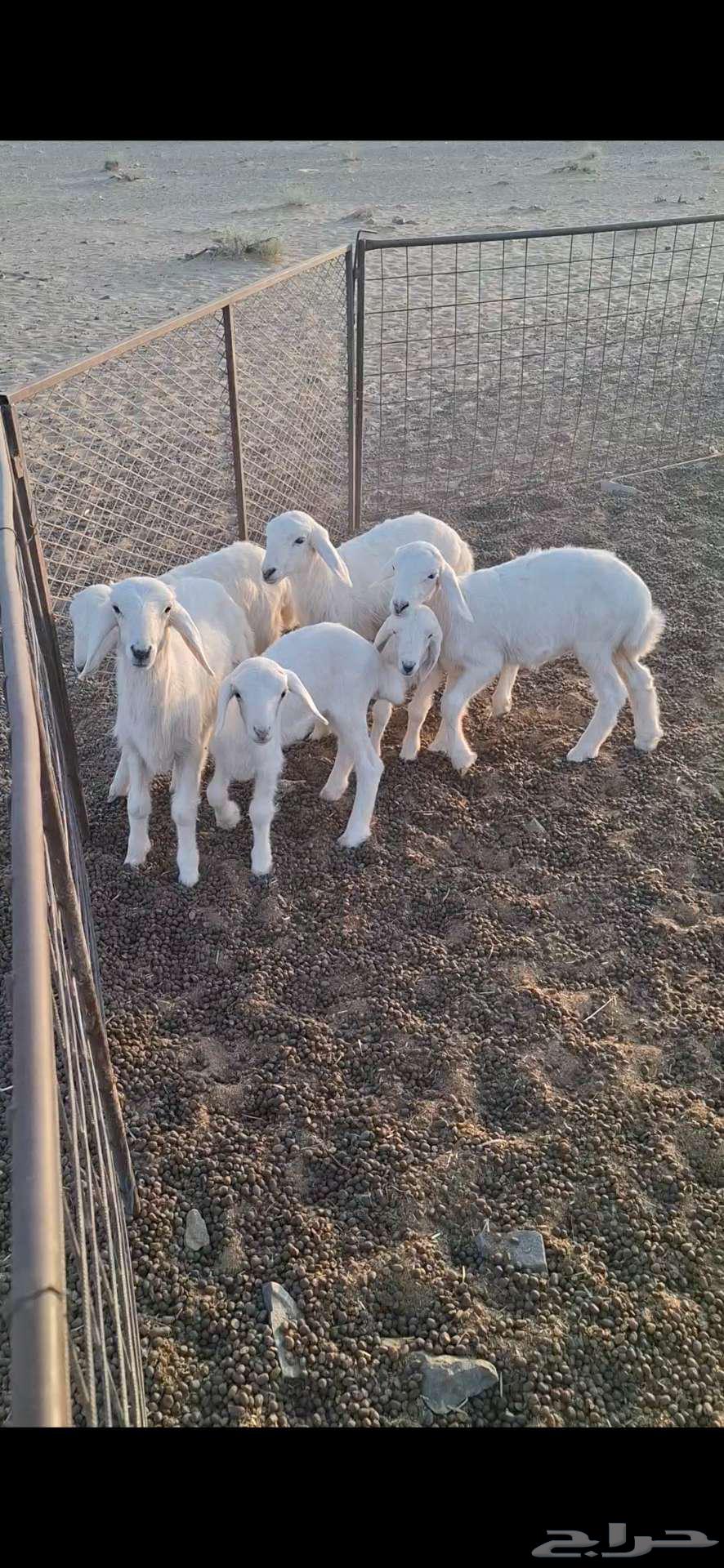 دواغير 6 للبيع64538246821249110