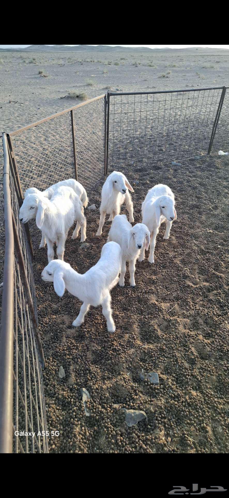 دواغير 6 للبيع64538246821249112