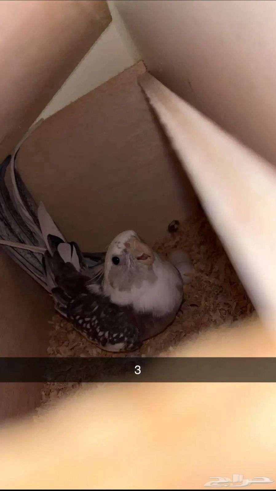 زوج كروان هولندي جامبو64542800221827112